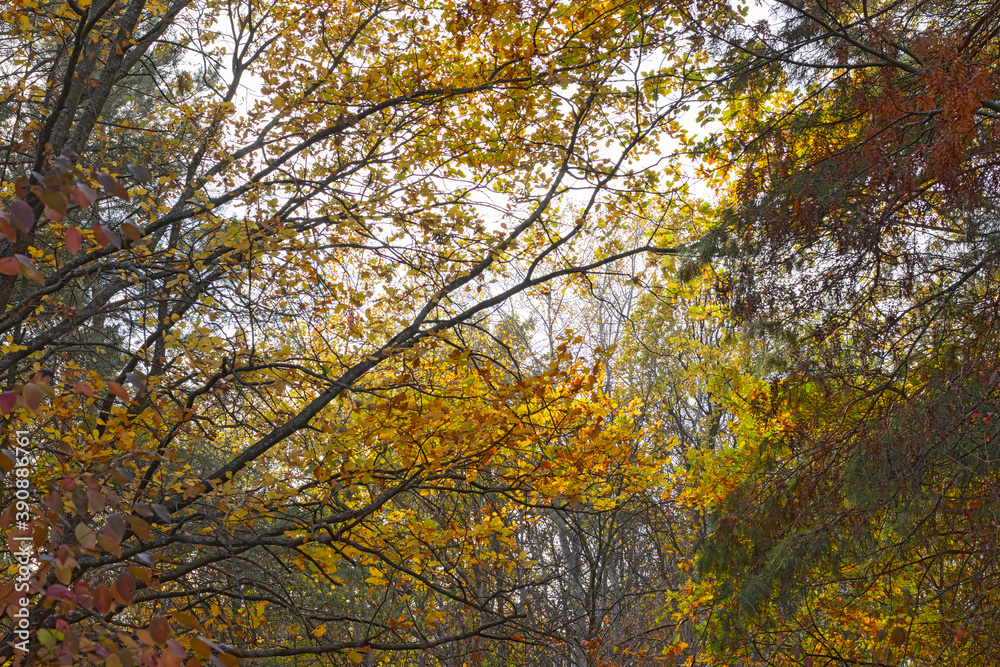 image of autumn park close-up
