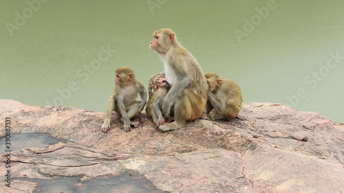 monkey sitting on a rock © tushar