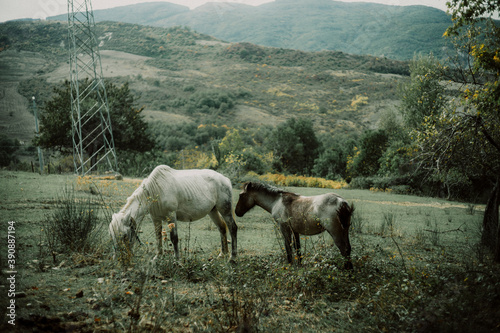 horses in the mountains