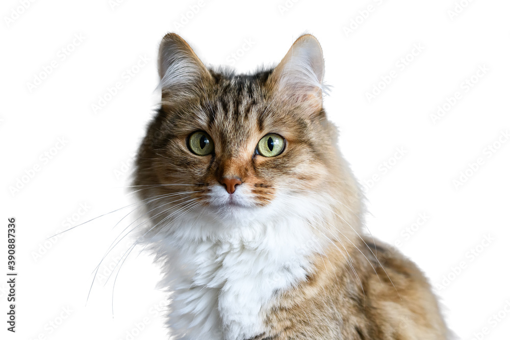 Front view of a Siberian Forest cat sitting, looking at the camera, isolated on white