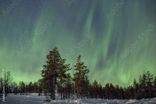 aurora boreal cobriendo todo el cielo sobre un bosque nevado