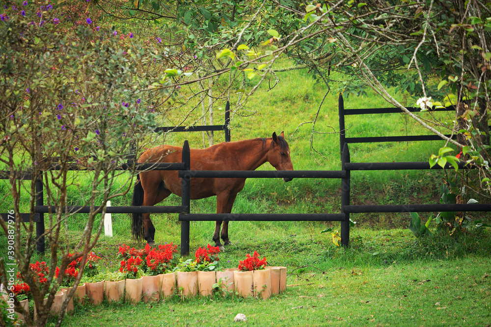 Naklejka premium animales y aves del campo