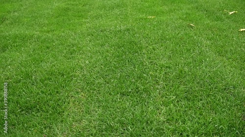 Camera fly over a beautiful green fresh lawn. Freshly mown young grass lawn.