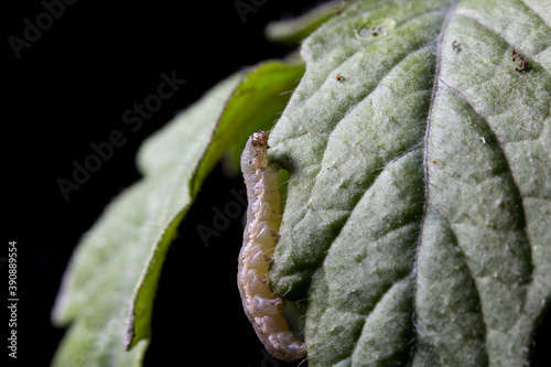 Spodoptera exigua sobre una hoja de tomate photo