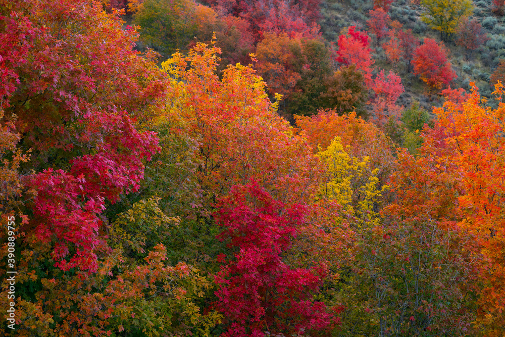 MAPLE - ARCE, Forest in autumn, Eureka, Juab County, Utah, Usa, America MAPLE - ARCE, Forest in autumn, Eureka, Juab County, Utah, Usa, America