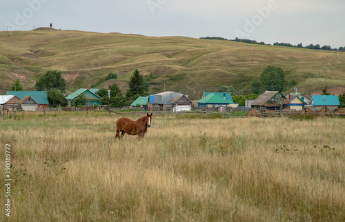 A lone horse grazes in a clearing against the backdrop of a village.