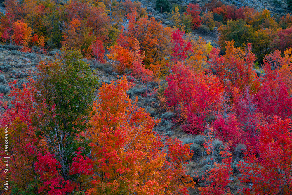 MAPLE - ARCE, Forest in autumn, Eureka, Juab County, Utah, Usa, America MAPLE - ARCE, Forest in autumn, Eureka, Juab County, Utah, Usa, America