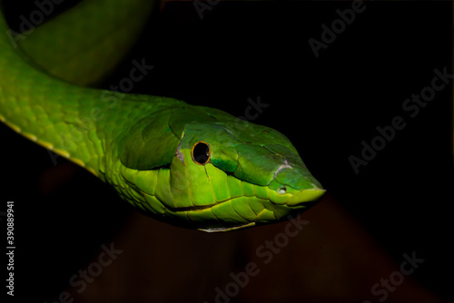 Green Vine Snake (Oxybelis fulgidus) Tree Dweller