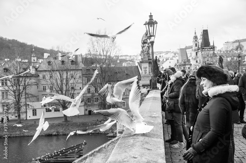 Woman feeding seagulls in Prague