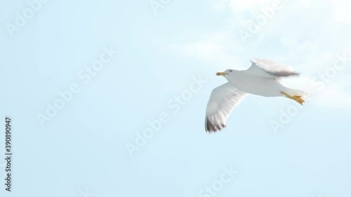 Extreme close up of young seagull bird mid flight in slow motion
