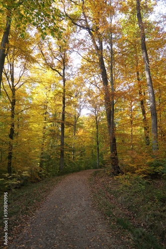 Herbststimmung im Schurwald bei Fellbach