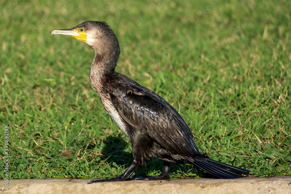 Fototapeta premium Great Cormorant Phalacrocorax carbo Costa Ballena Cadiz