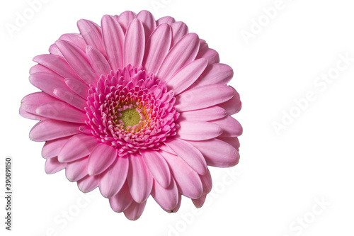 Pink Gerbera on a white background. Flower without stem - photographed flat lay