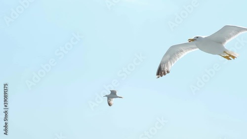 Extreme close up of young seagulls birds mid flight in slow motion - close up shot