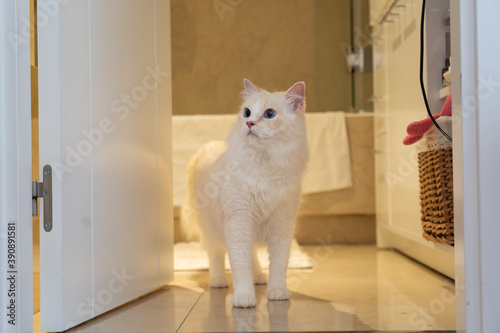 Fotografie White rag doll cat walking out of house toilet with surprised look