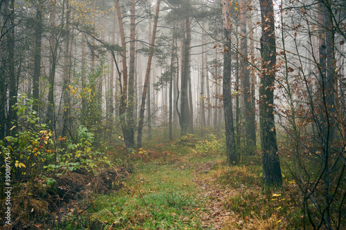 jesienna leśna ścieżka ,ścieżka,droga,mgła