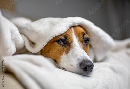 sick jack russell terrier lies with a white blanket thrown on top, comfort, horizontal, © Nataliia Makarovska