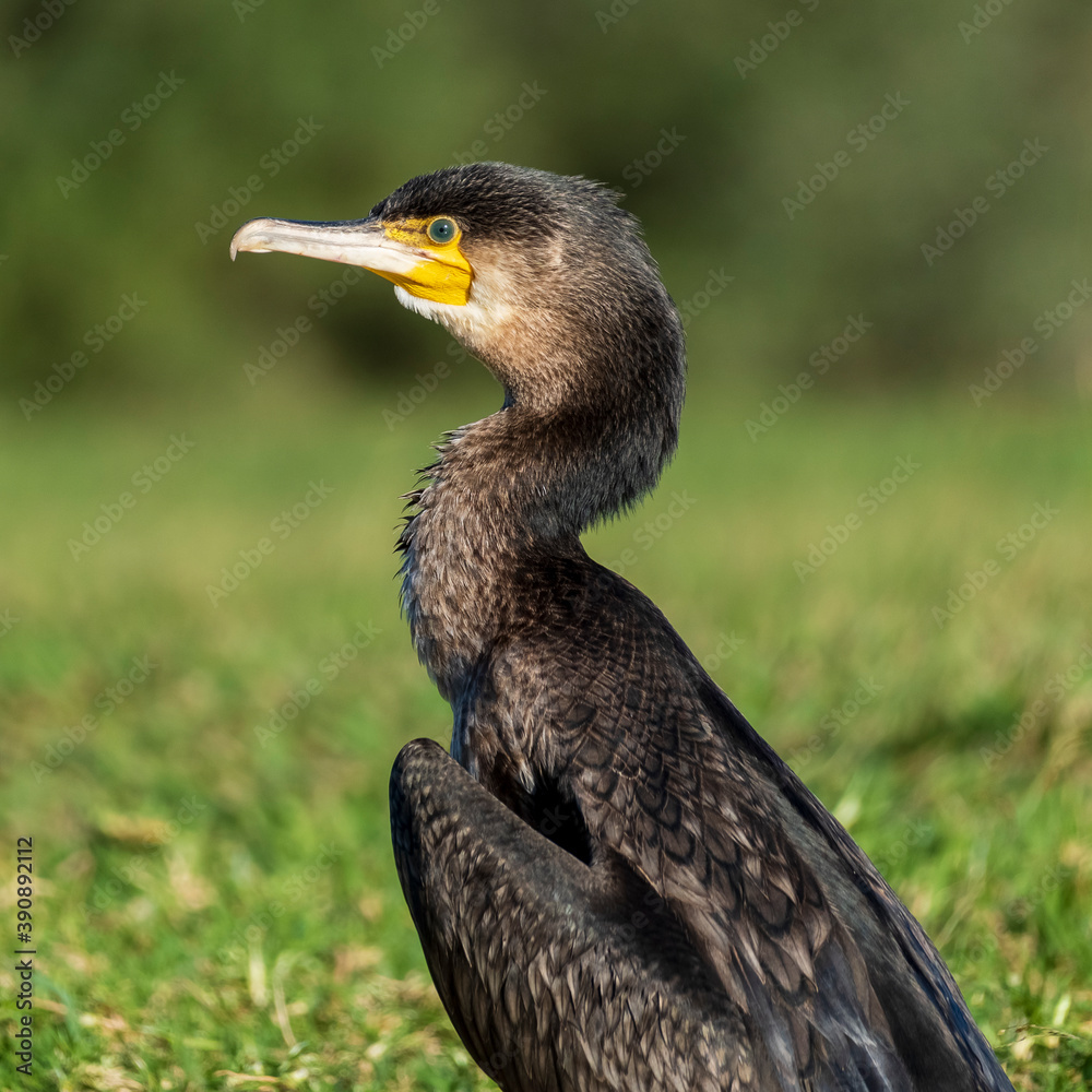 Fototapeta premium Great Cormorant Phalacrocorax carbo Costa Ballena Cadiz