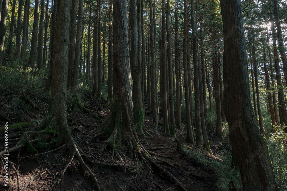 箱根の登山道の樹林帯