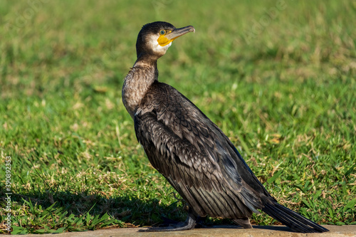 Great Cormorant Phalacrocorax carbo Costa Ballena Cadiz