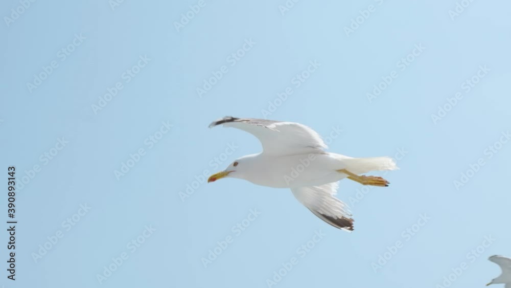 Extreme close up of young seagulls birds mid flight in slow motion Extreme close up of young seagulls birds mid flight in slow motion