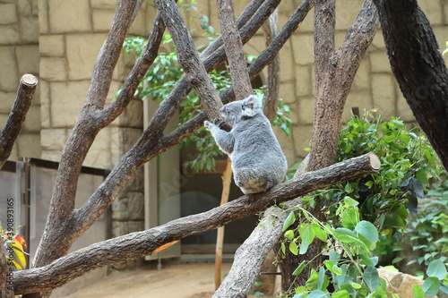 木にしがみつく横を向いたコアラ