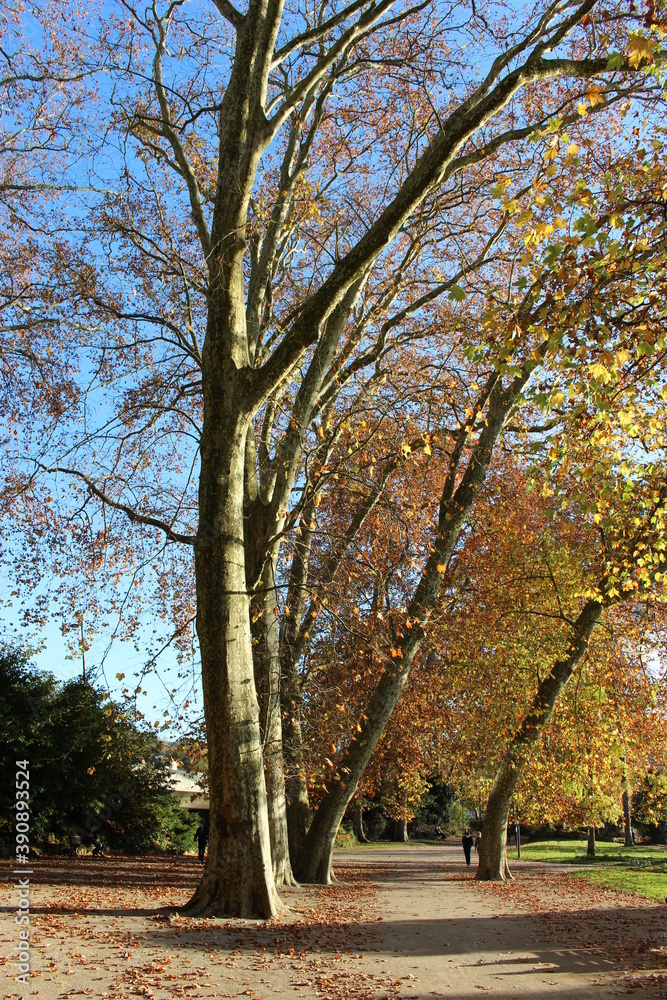 Platanes du parc Micaud en automne (Besançon) 3 Platanes du parc Micaud en automne (Besançon) 3