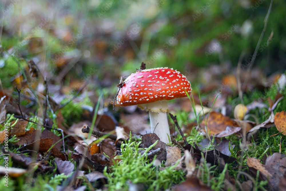 Fliegenpilz im Wald, Amanita muscaria Fliegenpilz im Wald, Amanita muscaria