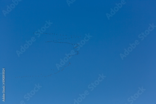 Birds flying in formation migrating