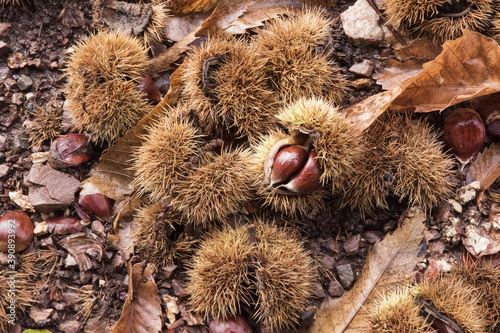 Autumn is the time of the chestnut harvest, the bags with the fruit inside fall to the ground and open
