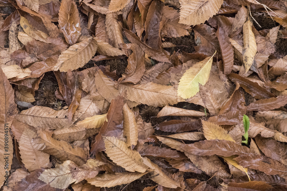 In autumn the soils of the chestnut trees are filled with the fallen leaves of the chestnut trees and paint the floors orange-brown In autumn the soils of the chestnut trees are filled with the fallen leaves of the chestnut trees and paint the floors orange-brown