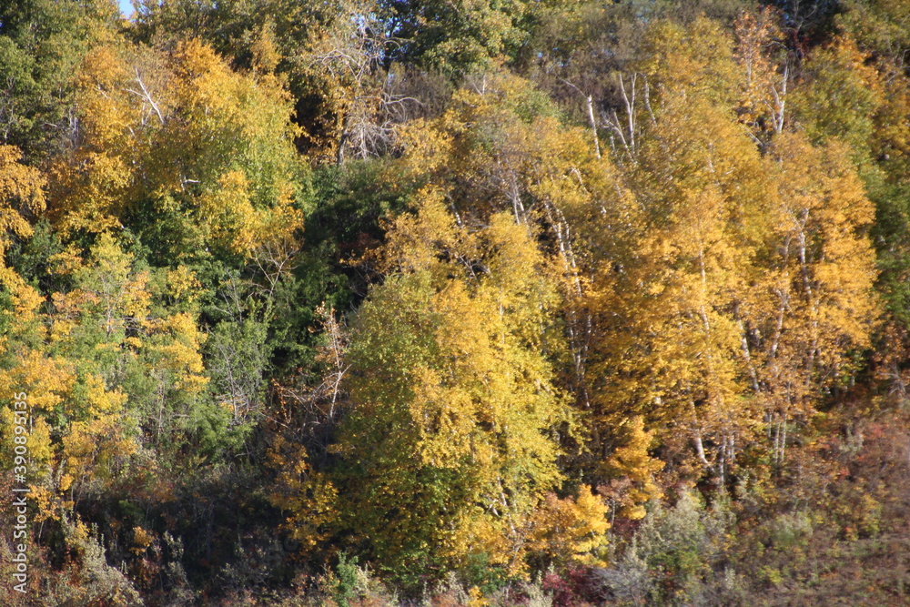 Trees Chanaging Colours, Gold Bar Park, Edmonton, Alberta