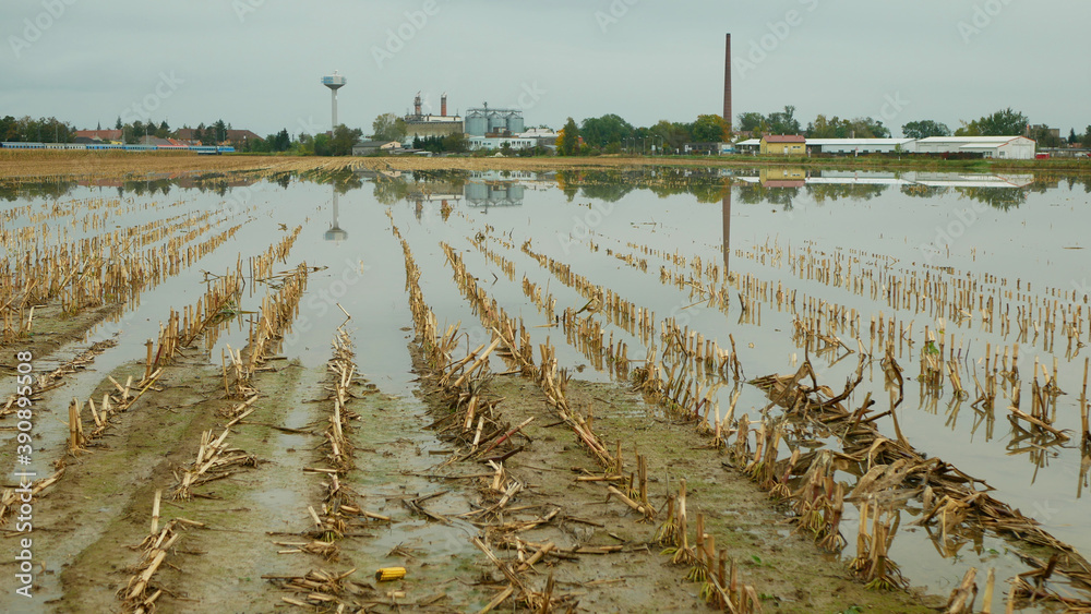 Flood corn mold blight maize yellow ears plants field harvested damaged ...