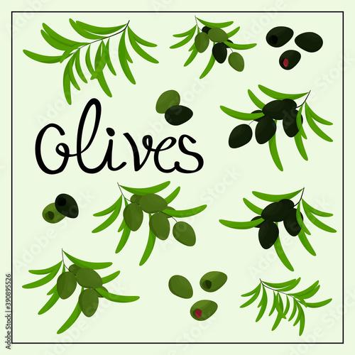 Set with branches and olive fruits. Vector. Decor element. Suitable for label or kitchenware design.