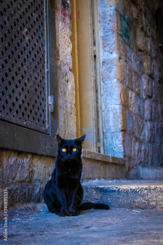  wild cats resting in the hot streets of historic Jerusalem