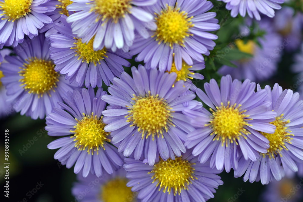 HIntergrund viele Bergaster-Blüten HIntergrund viele Bergaster-Blüten