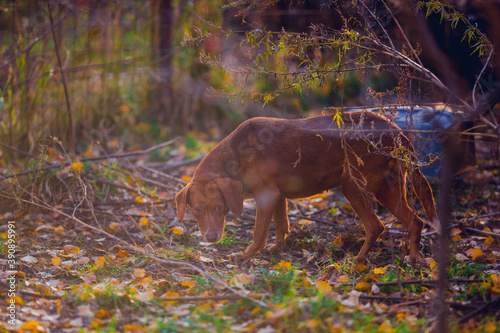 Beautiful hunting dog walks in the golden forest in November on a beautiful sunny day © pushkareva_daria