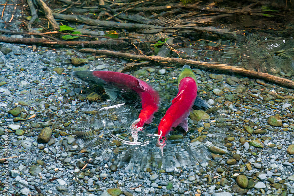 wild, red sockeye salmon spawning in a clear forest stream in Alaska. These fish have reached the end of their migration from the ocean to their river spawning grounds to lay their eggs wild, red sockeye salmon spawning in a clear forest stream in Alaska. These fish have reached the end of their migration from the ocean to their river spawning grounds to lay their eggs