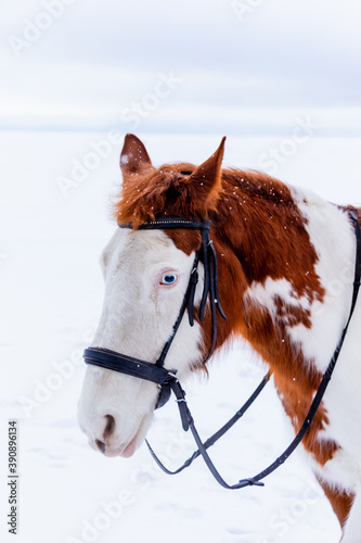 Obraz na plátně Winter portrait of a beautiful white and brown horse with blue eyes standing on the ice of a frozen lake