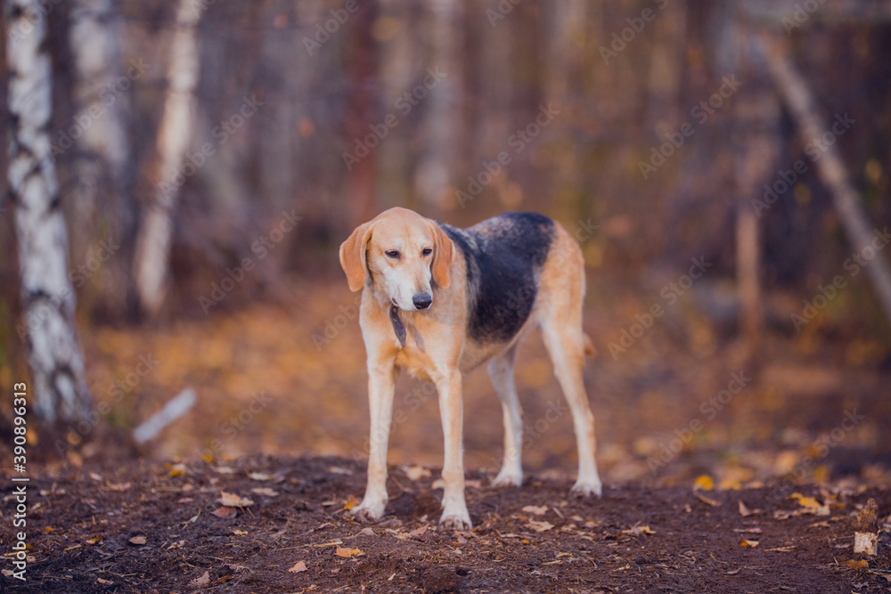 Beautiful hunting dog walks in the golden forest in November on a beautiful sunny day
