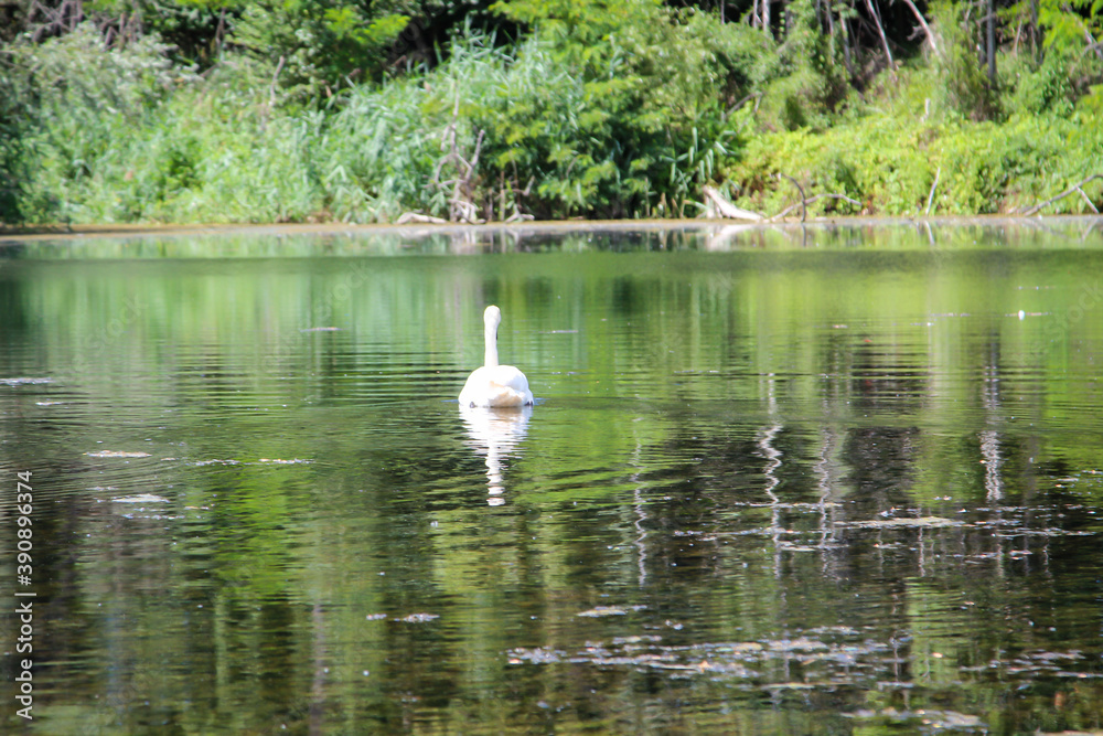 Ein Schwan in seinem Revier einen Teich. Ein Schwan in seinem Revier einen Teich.