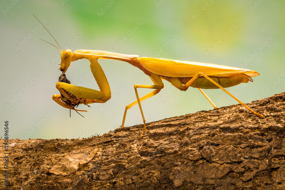 the golden praying mantis Stock Photo | Adobe Stock