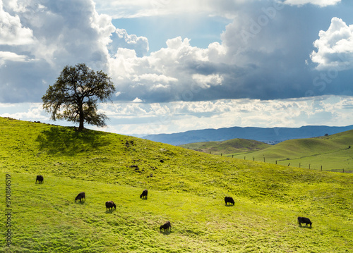 Cows and Oak - Lagoon Lake Park, Vacaville, California, USA photo