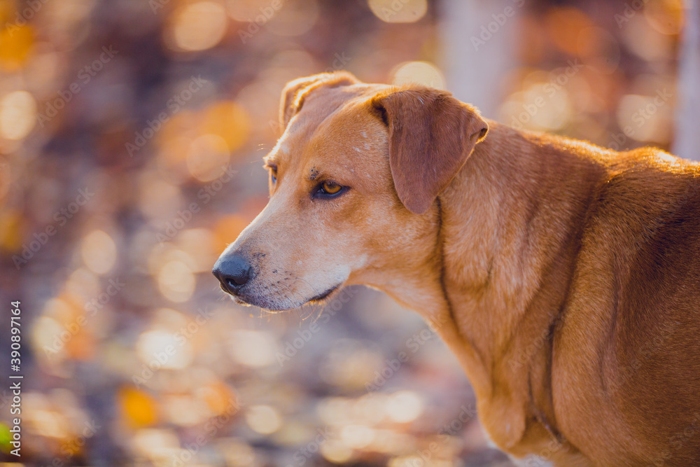 Beautiful ginger hunting dog walks in the golden forest in November on a beautiful sunny day, portrait of a ginger dog close-up, dog in autumn, bokeh Beautiful ginger hunting dog walks in the golden forest in November on a beautiful sunny day, portrait of a ginger dog close-up, dog in autumn, bokeh