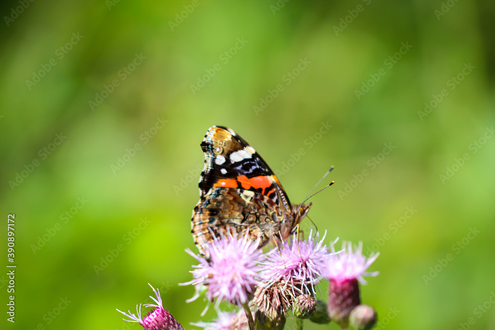 Ein Schmetterling Admiral auf einer Mariendistel. Ein Schmetterling Admiral auf einer Mariendistel.