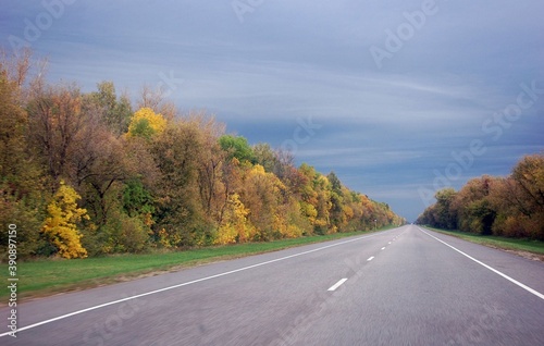 autumn road with yellow leaves
