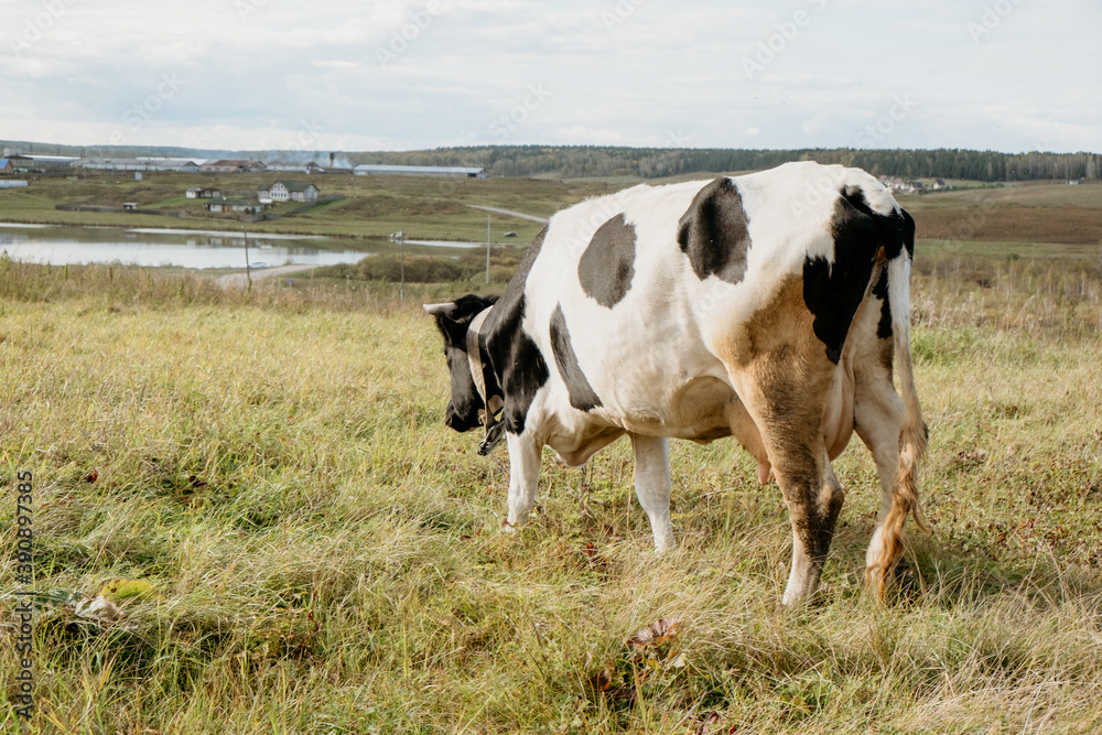 cows in the field graze with a shepherd