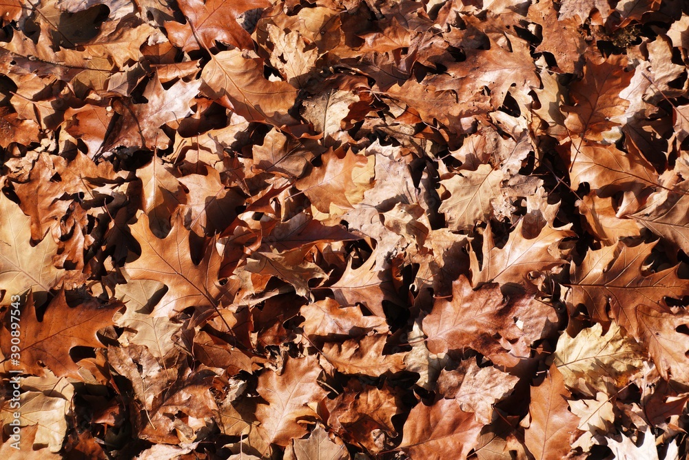 autumn background of fallen leaves on the ground. Background of dry autumn brown leaves autumn background of fallen leaves on the ground. Background of dry autumn brown leaves