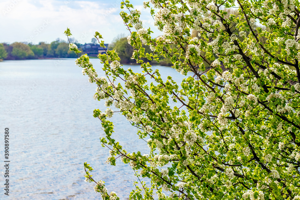 Fototapeta premium Blooming plum by the river, spring trees
