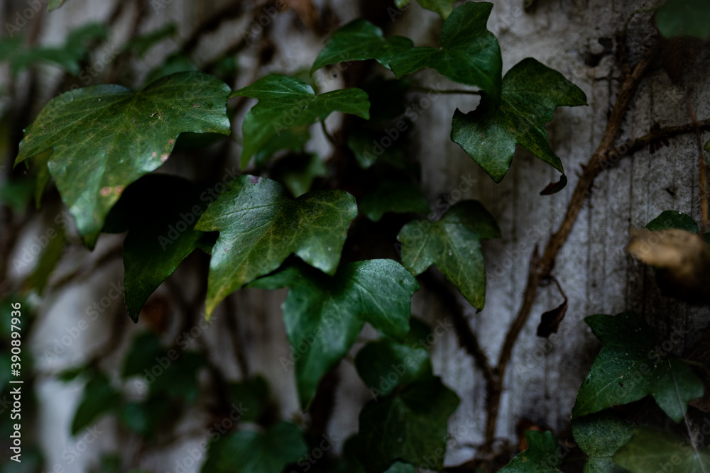 plant called ivy that climbs up a brick wall in a gloomy and dark fores plant called ivy that climbs up a brick wall in a gloomy and dark fores